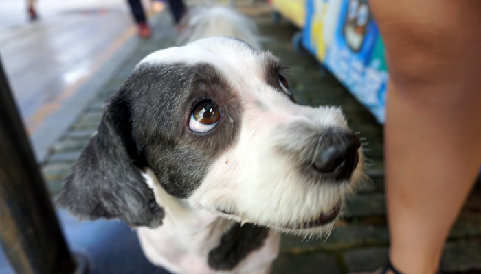 遇到狂犬病怎么辦？看這里！