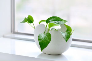 適合“共處一室”的植物有哪些？